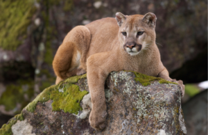 Eastern cougar: Species 