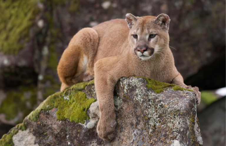4 Facts You Probably Didn T Know About The Eastern Cougar Species At Risk Series Cpaws Ov