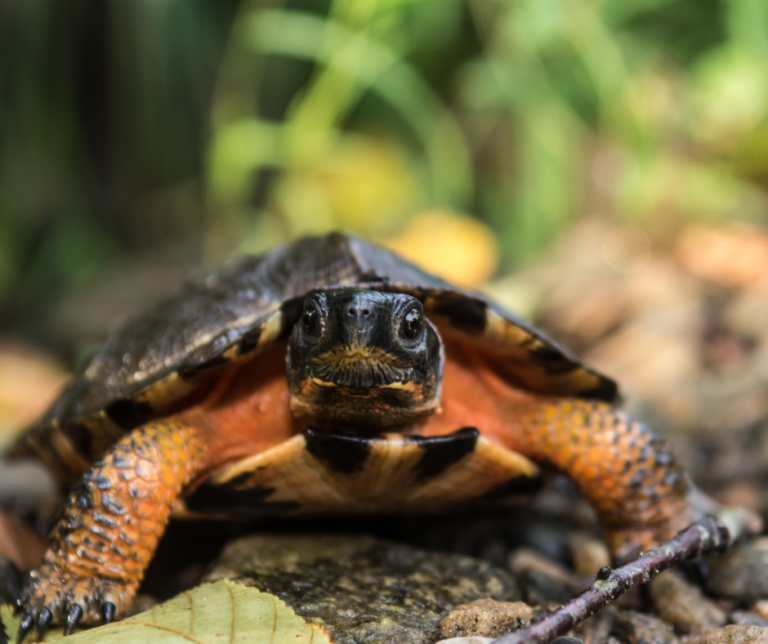 6 Facts You Need to Know about Wood Turtles and How to Protect Them